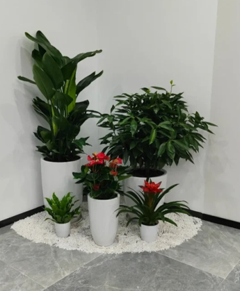 慈溪绿化养护流程-海曙景观花卉租摆-宁波室内植物出租-宁波绿植租摆交易